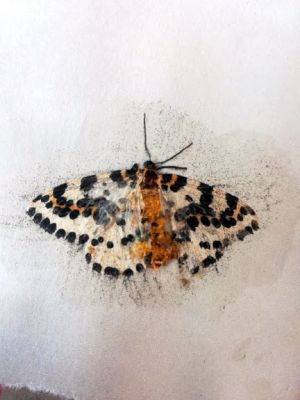 papillon